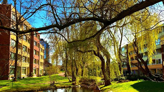 12. April 2021. Entenbesuch in unserem Park! Bleibt gesund!