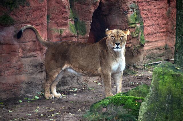 Im Löwencanyon des Erlebniszoos Hannover