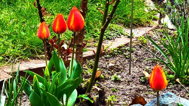 17. April 2021. Blumen in unserem Park. Bleibt gesund!
