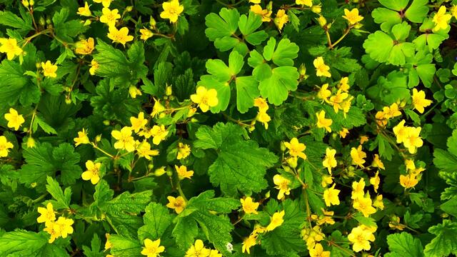 17. April 2021. Blumen in unserem Park. Bleibt gesund!