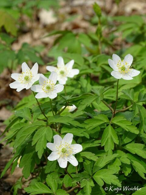 Im Zauberwald der Buschwindröschen (Anemone nemorosa) - Eichenpark Langenhagen (Foto: Katja Woidtke) | Foto: Katja Woidtke