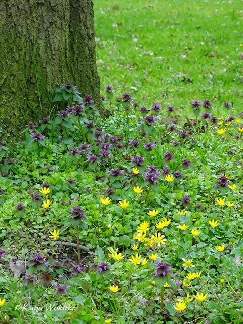 Im Zauberwald der Buschwindröschen: Scharbockskraut (Ranunculus ficaria) küsst Taubnessel (Lamium) - Eichenpark Langenhagen (Foto: Katja Woidtke) | Foto: Katja Woidtke