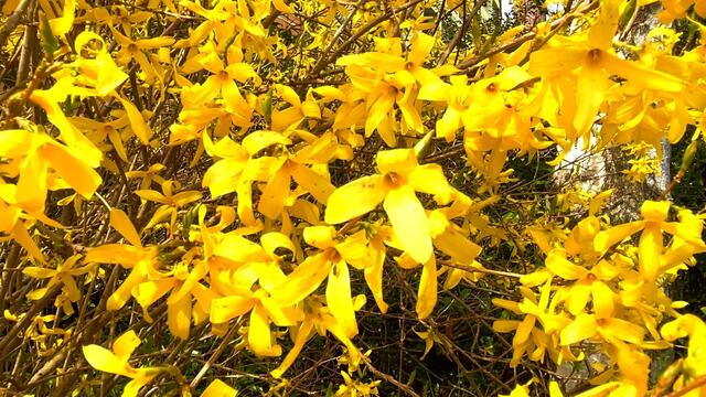 18. April 2021. Spaziergang im Park. Bleibt gesund!