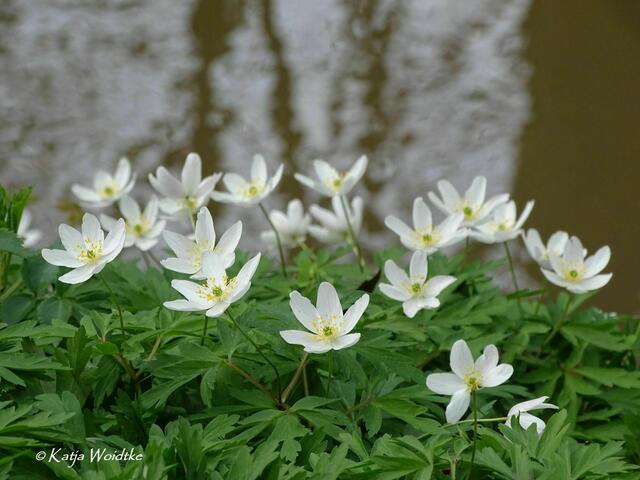 Im Zauberwald der Buschwindröschen (Anemone nemorosa) - Eichenpark Langenhagen (Foto: Katja Woidtke) | Foto: Katja Woidtke