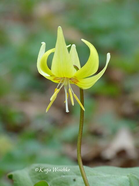 Im Zauberwald der Buschwindröschen: Hunds-Zahnlilie (Erythronium dens-canis) - Eichenpark Langenhagen (Foto: Katja Woidtke) | Foto: Katja Woidtke