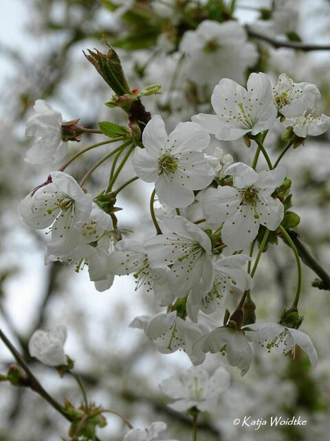 Im Zauberwald der Buschwindröschen: Kirschblüte im Eichenpark Langenhagen (Foto: Katja Woidtke) | Foto: Katja Woidtke