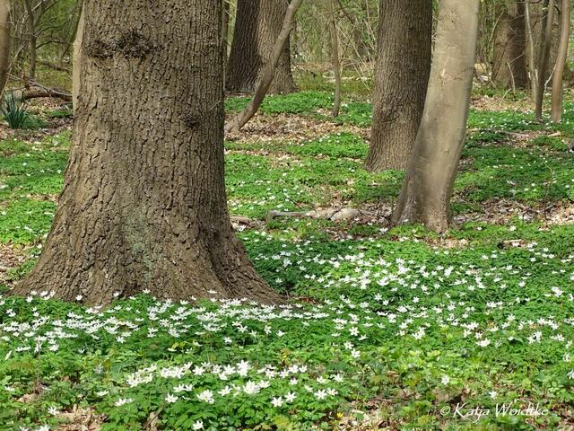 Im Zauberwald der Buschwindröschen (Anemone nemorosa) - Eichenpark Langenhagen (Foto: Katja Woidtke) | Foto: Katja Woidtke