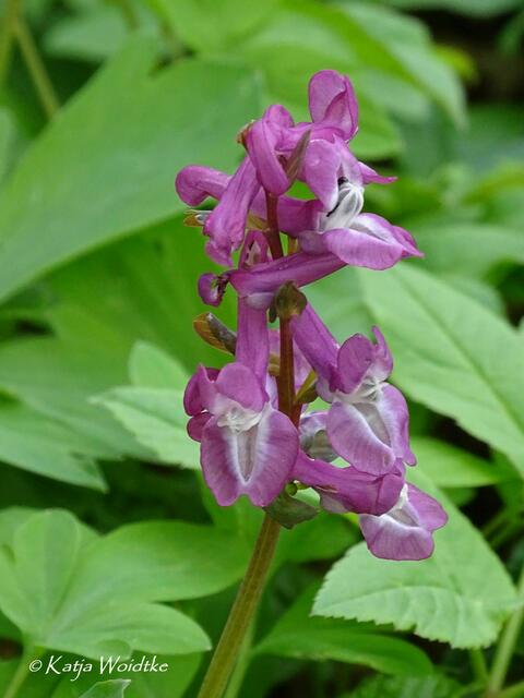 Im Zauberwald der Buschwindröschen: Lerchensporn (Corydalis) - Eichenpark Langenhagen (Foto: Katja Woidtke) | Foto: Katja Woidtke