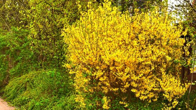 18. April 2021. Spaziergang im Park. Bleibt gesund!