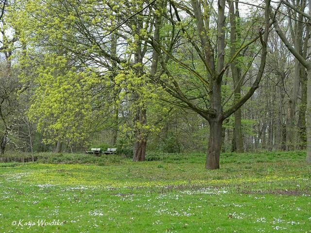Im Zauberwald der Buschwindröschen: Kunterbunte Frühlingswiese im Eichenpark Langenhagen (Foto: Katja Woidtke) | Foto: Katja Woidtke
