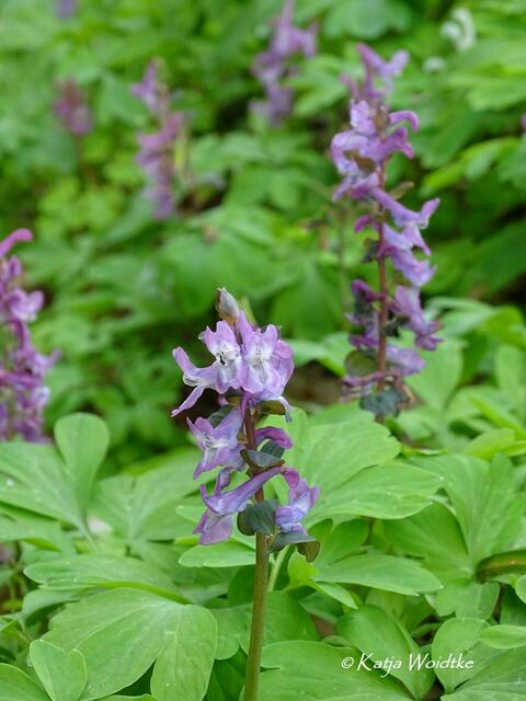 Im Zauberwald der Buschwindröschen: Lerchensporn (Corydalis) - Eichenpark Langenhagen (Foto: Katja Woidtke) | Foto: Katja Woidtke