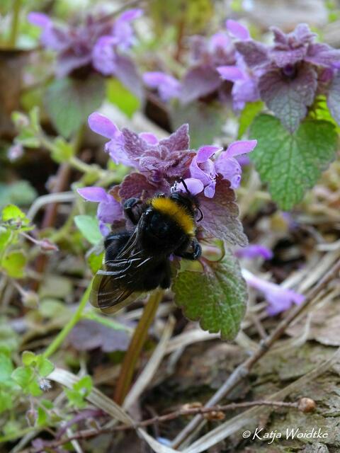Im Zauberwald der Buschwindröschen: Hummel auf Pollensuche an einer Taubnessel (Lamium) - Eichenpark Langenhagen (Foto: Katja Woidtke) | Foto: Katja Woidtke