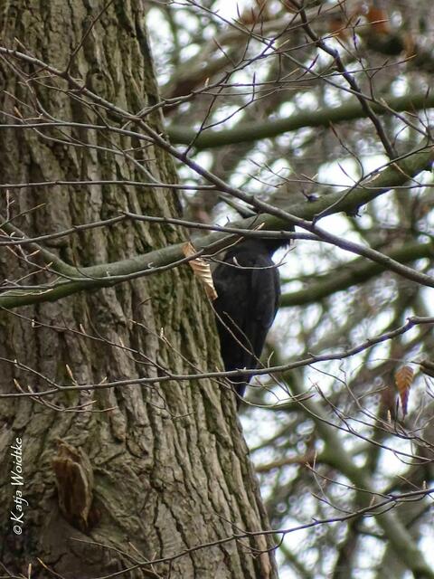 Nicht schön, aber immerhin erwischt - ein Schwarzspecht (Dryocopus martius) im Naturwald des Stadtparks Langenhagen (Foto: Katja Woidtke) | Foto: Katja Woidtke