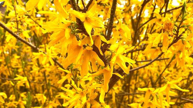18. April 2021. Spaziergang im Park. Bleibt gesund!