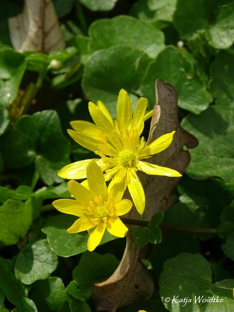 Im Zauberwald der Buschwindröschen: Scharbockskraut (Ranunculus ficaria) - Eichenpark Langenhagen (Foto: Katja Woidtke) | Foto: Katja Woidtke