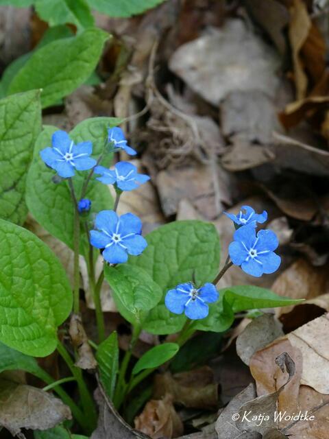 Im Zauberwald der Buschwindröschen: Gedenkemein (Omphalodes verna) - Eichenpark Langenhagen (Foto: Katja Woidtke) | Foto: Katja Woidtke