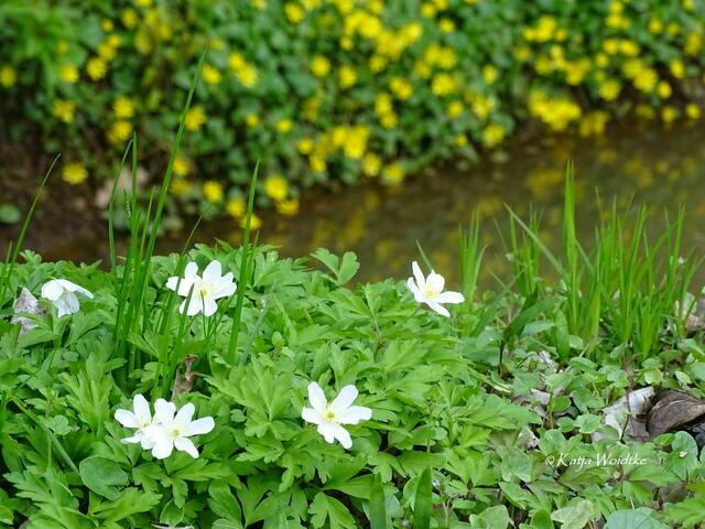 Im Zauberwald der Buschwindröschen (Anemone nemorosa) - Eichenpark Langenhagen (Foto: Katja Woidtke) | Foto: Katja Woidtke