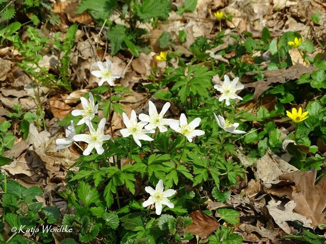 Im Zauberwald der Buschwindröschen (Anemone nemorosa) - Eichenpark Langenhagen (Foto: Katja Woidtke) | Foto: Katja Woidtke