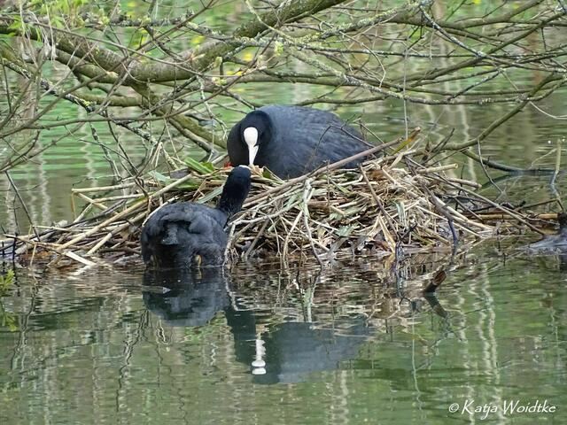 Im Zauberwald der Buschwindröschen: Blässhuhn (Fulica atra) - Eichenpark Langenhagen (Foto: Katja Woidtke) | Foto: Katja Woidtke