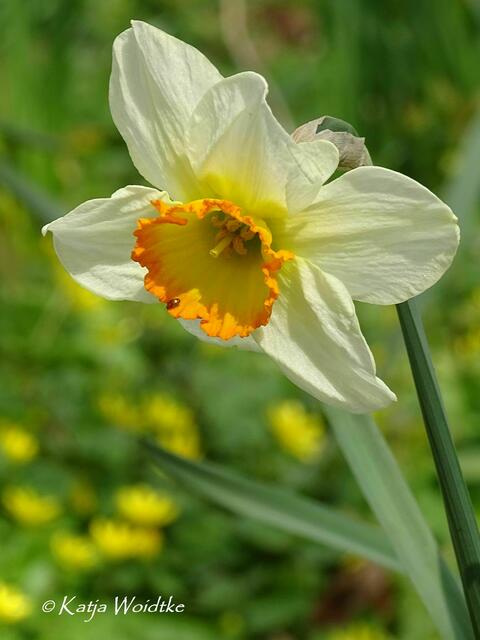 Im Zauberwald der Buschwindröschen: Narzisse (Narcissus) - Eichenpark Langenhagen (Foto: Katja Woidtke) | Foto: Katja Woidtke
