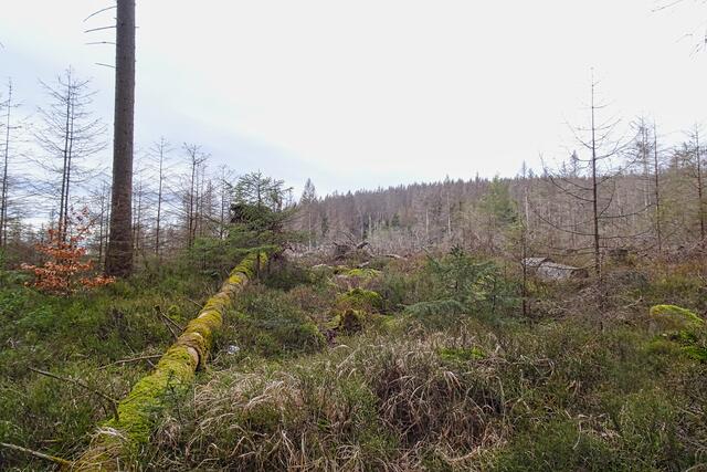 dieser Baumstamm liegt sicher schon ein paar Jahre, langsam entsteht dort ein naturnaher Wald