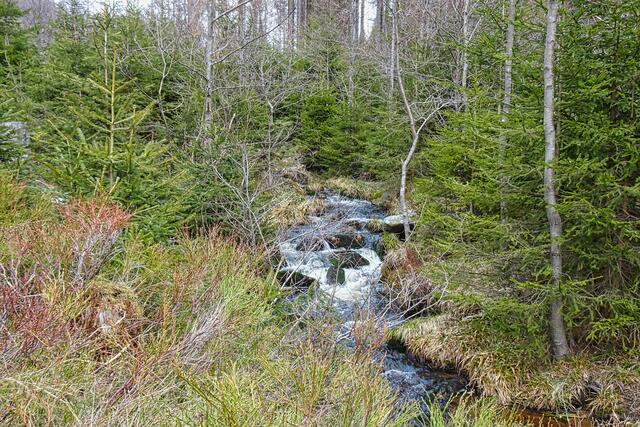 hier am Flusslauf der Großen Bode haben sich im Nationalpark Harz bereits Fichten neu angesiedelt