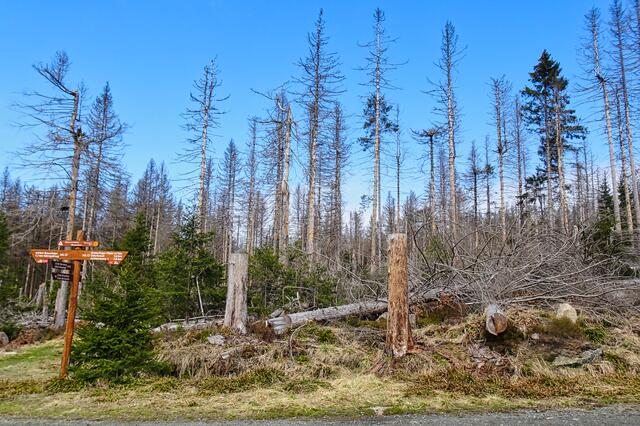 so sieht es fast überall im Nationalpark Harz aus. Aber man schon erkennen, dass ein neuer Naturwald heranwächst.