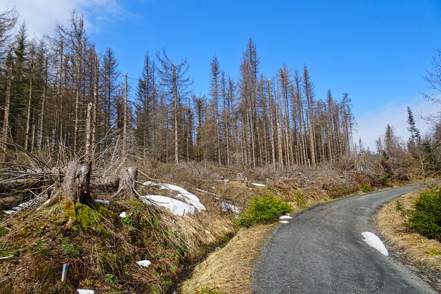 überall im Nationalpark findet man solche abgestorbenen Fichten. Bis auf Wegen und am Rande des Nationalparks Harz wird kein totes Holz aus dem Nationalpark entnommen.