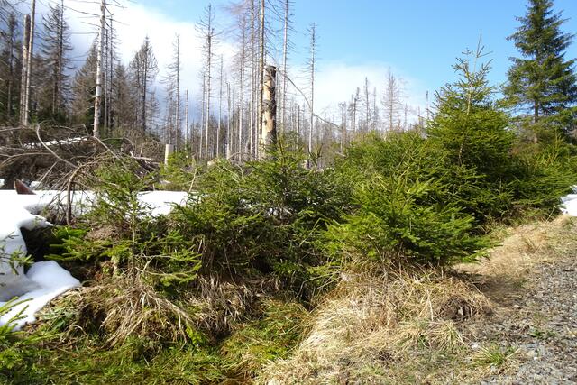 auch hier wächst im Nationalpark ein neuer naturbelassener Wald empor