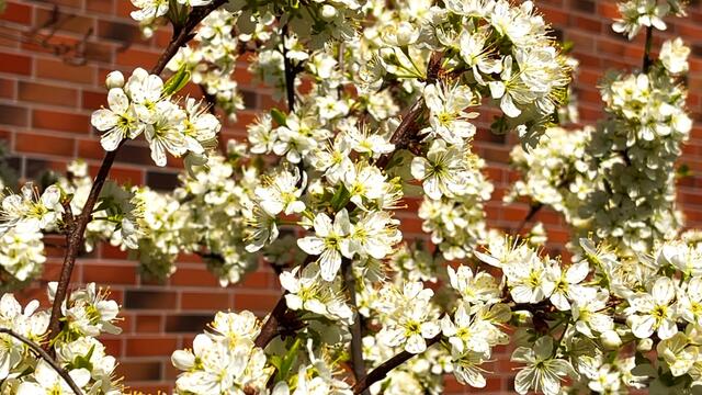 20. April 2021. Unsere fleißigen Bienen. Bleibt gesund!