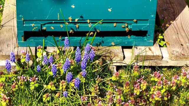20. April 2021. Unsere fleißigen Bienen. Bleibt gesund!