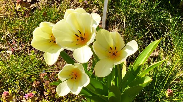 20. April 2021. Unsere fleißigen Bienen. Bleibt gesund!