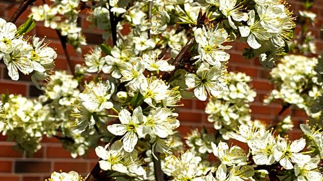 20. April 2021. Unsere fleißigen Bienen. Bleibt gesund!