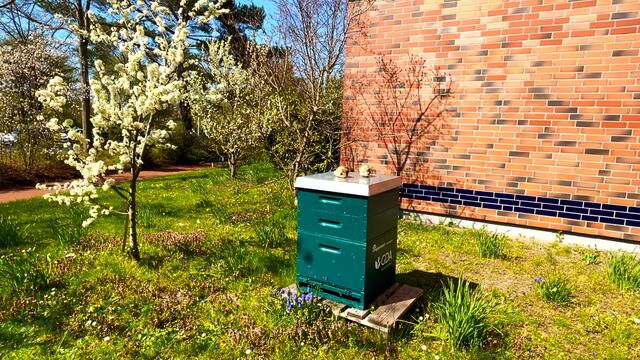 20. April 2021. Unsere fleißigen Bienen. Bleibt gesund!
