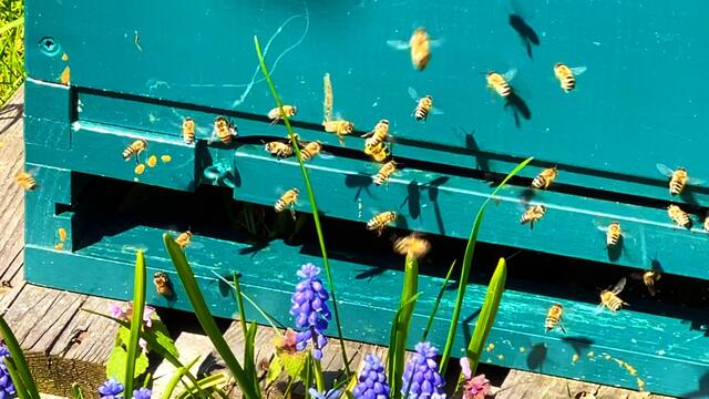 20. April 2021. Unsere fleißigen Bienen. Bleibt gesund!