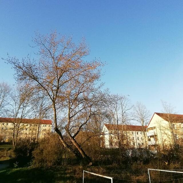 MYHEIMAT macht süchtig !
