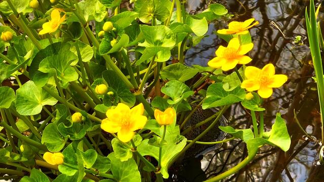 21. April 2021. Sumpfdotterblumen am kleinen Teich. Bleibt gesund!