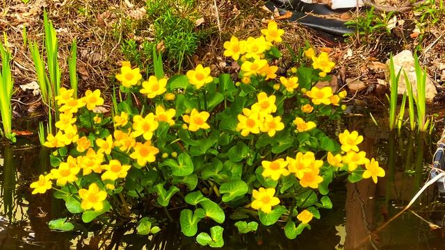 21. April 2021. Sumpfdotterblumen am kleinen Teich. Bleibt gesund!
