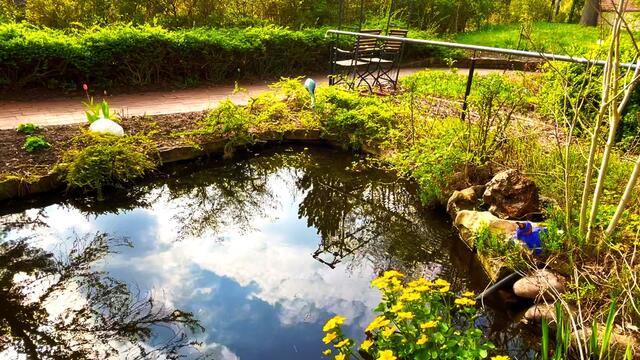 21. April 2021. Sumpfdotterblumen am kleinen Teich. Bleibt gesund!