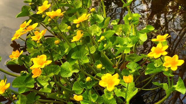 21. April 2021. Sumpfdotterblumen am kleinen Teich. Bleibt gesund!