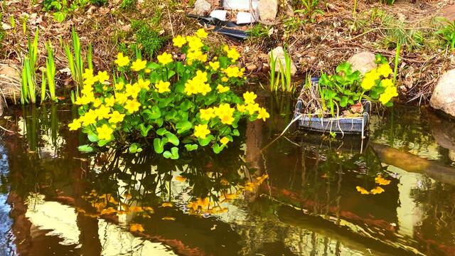 21. April 2021. Sumpfdotterblumen am kleinen Teich. Bleibt gesund!