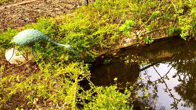 21. April 2021. Sumpfdotterblumen am kleinen Teich. Bleibt gesund!