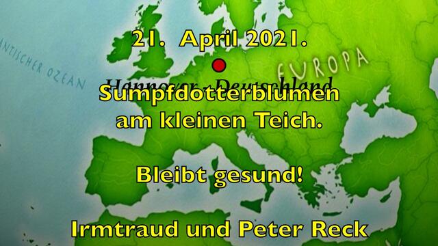 21. April 2021. Sumpfdotterblumen am kleinen Teich. Bleibt gesund!