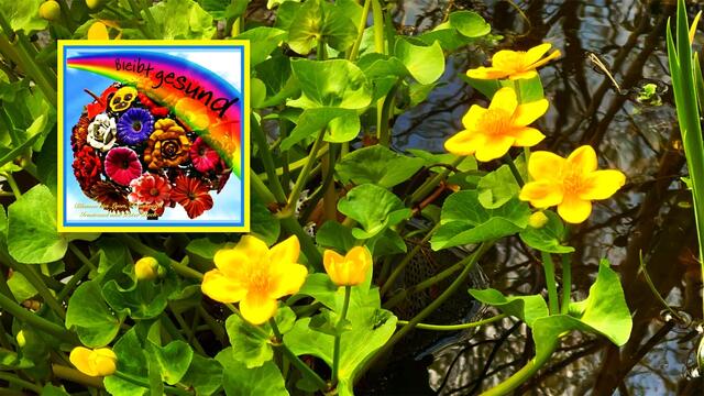 21. April 2021. Sumpfdotterblumen am kleinen Teich. Bleibt gesund!