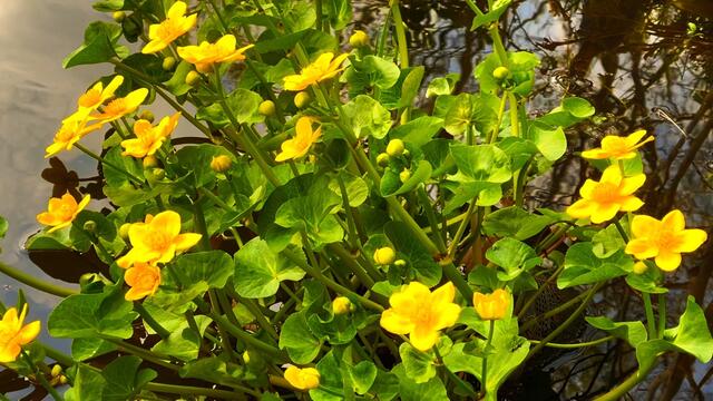21. April 2021. Sumpfdotterblumen am kleinen Teich. Bleibt gesund!