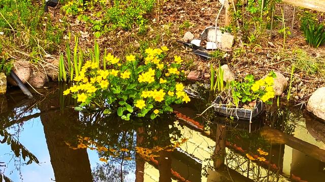 21. April 2021. Sumpfdotterblumen am kleinen Teich. Bleibt gesund!