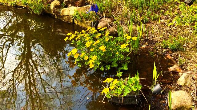 21. April 2021. Sumpfdotterblumen am kleinen Teich. Bleibt gesund!
