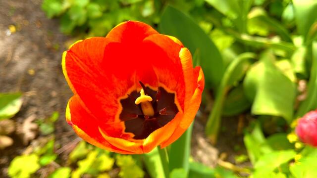 24. April 2021. Tulpen im Park. Bleibt gesund!