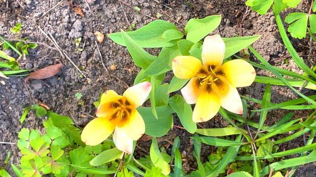 24. April 2021. Tulpen im Park. Bleibt gesund!