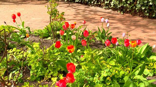 24. April 2021. Tulpen im Park. Bleibt gesund!